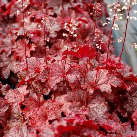 Heuchera Forever Red Plant - 4-Inch Pot - Vibrant Red Foliage - Perennial for Gardens & Containers - Heuchera 'Forever Red'