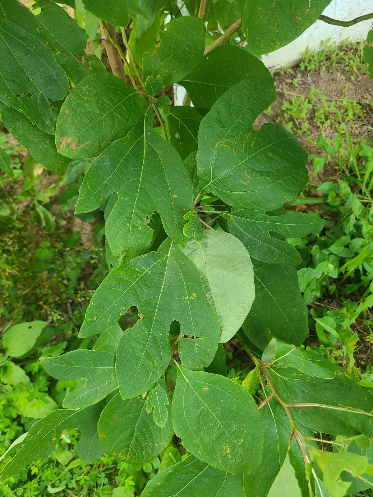 Organic Sassafras Tree Bare Root Plants – 5-11 Inches, Sassafras albidum, Deciduous Tree for Garden, Wildlife, Aromatic Leaves