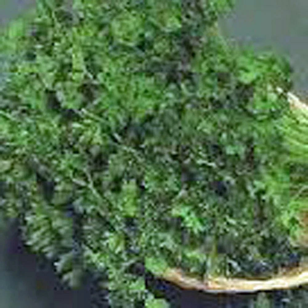 Parsley Seeds - 500 Count Dark Green Italian Heirloom Non-GMO Petroselinum crispum