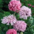Pink Pompon Mix Poppy Seeds - 200+ Non-GMO Seeds for Garden Planting - Papaver somniferum