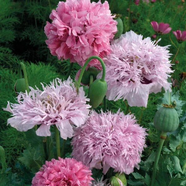 Pink Pompon Mix Poppy Seeds - 200+ Non-GMO Seeds for Garden Planting - Papaver somniferum