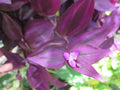 Wandering Jew Cuttings - 10 Unrooted Burgundy Tradescantia Zebrina Live Plant Propagation, Indoor Outdoor