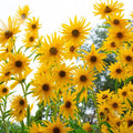 Maximilian Sunflower Seeds - 200+ Yellow Perennial Flowers for Butterflies - Helianthus maximiliani, Non-GMO, Full Sun, Perennial Plant