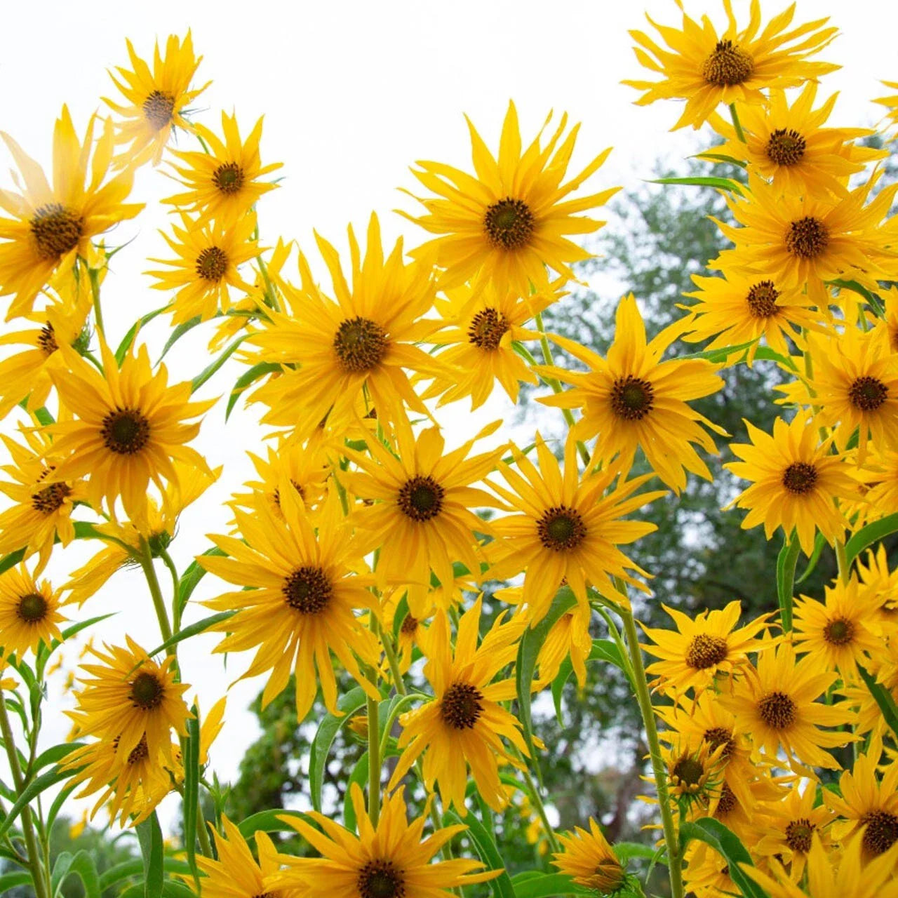 Maximilian Sunflower Seeds - 200+ Yellow Perennial Flowers for Butterflies - Helianthus maximiliani, Non-GMO, Full Sun, Perennial Plant