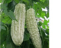 Bitter Gourd Seeds for Planting – Chinese Green & White Balsam Pear – Momordica charantia, Climbing Vine, Heirloom, Organic