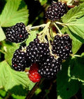 Wild Southern Blackberry Plants 4-Pack | 6" Bare Root Rubus Fruticosus Edible Fruit Bush | Thorny, Erect, Full Sun
