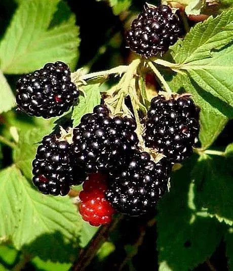 Wild Southern Blackberry Plants 4-Pack | 6" Bare Root Rubus Fruticosus Edible Fruit Bush | Thorny, Erect, Full Sun