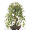 Weeping Willow Bonsai Tree Cutting - Gold Bark, Vibrant Green Foliage - Salix babylonica 'Anna'