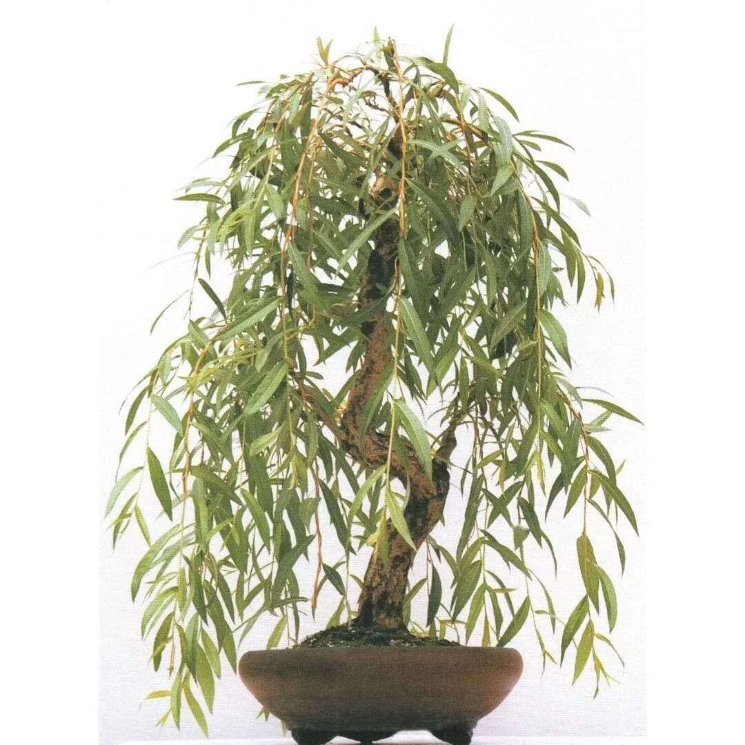 Weeping Willow Bonsai Tree Cutting - Gold Bark, Vibrant Green Foliage - Salix babylonica 'Anna'