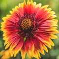 Indian Blanket Flower Seeds - Gaillardia Pulchella - Vibrant Wildflower Seeds for Garden, Borders, and Containers