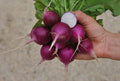 Purple Plum Radish Seeds - Organic Heirloom Non-GMO, 100+ Seeds, Raphanus sativus, Edible Root, Full Sun, Easy to Grow