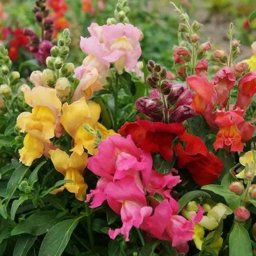 Snapdragon Seeds - MAGIC CARPET MIX - Multi-Colored Blooms for Butterflies - Non-GMO - 1000 Seeds - Antirrhinum majus
