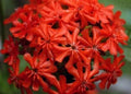 Maltese Cross Seeds - Pack of 100 Lychnis chalcedonica Flower Seeds for Borders, Beds, & Containers