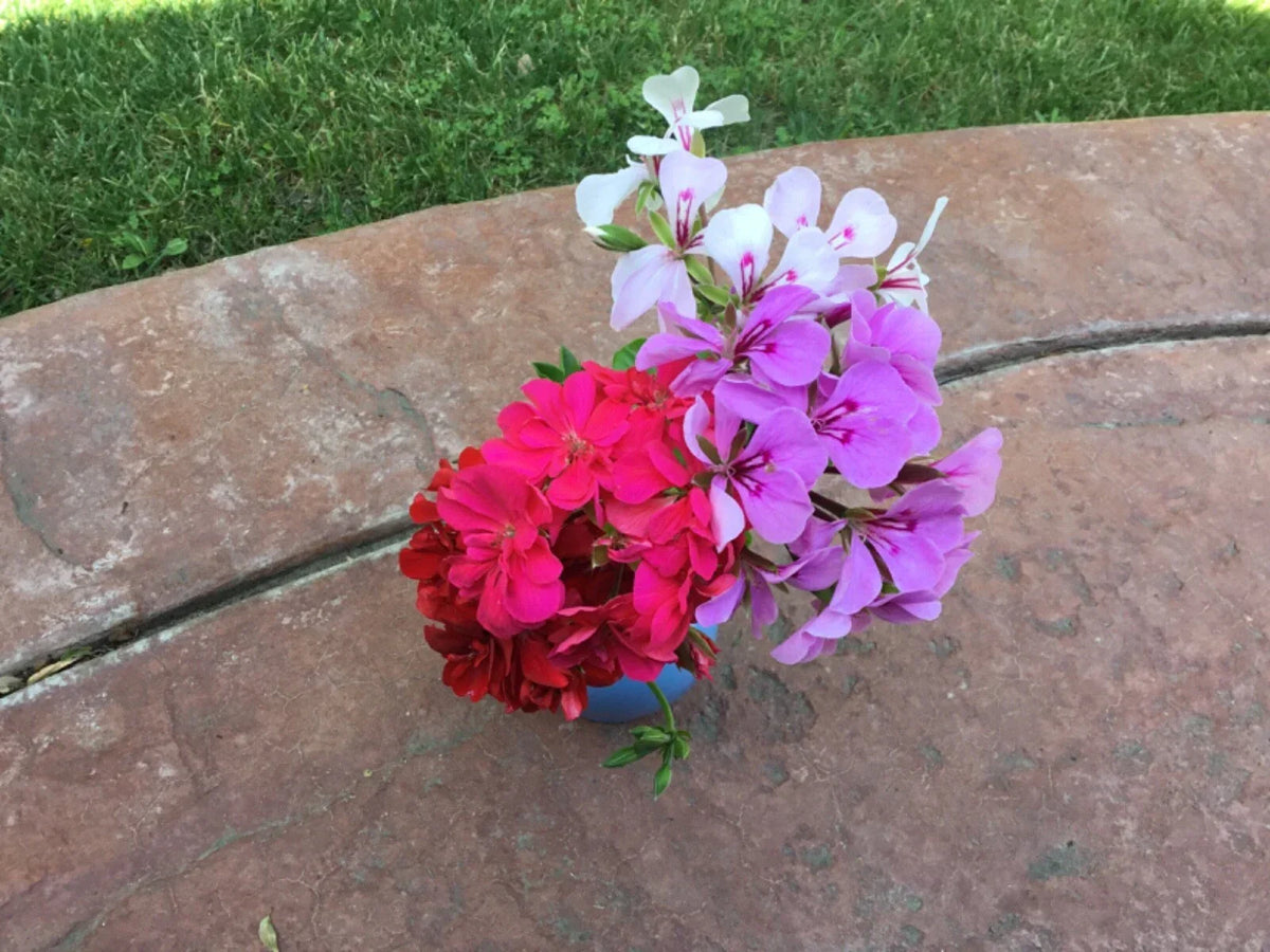Ivy Geranium Cuttings 8 Pack - Pelargonium peltatum in Red, Pink, White, Purple for Rooting, Hanging Baskets, Containers