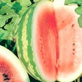 Crimson Sweet Watermelon Seeds Bulk Pack | Heirloom Non-GMO Citrullus lanatus for Garden Planting