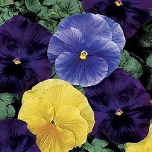 50 Pansy Seeds - Delta Tricolor Mix - Violas and Pansies (Viola tricolor)