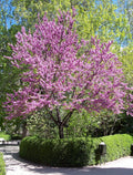 Chinese Redbud Seeds 50 Count Cercis chinensis Flowering Tree Seeds for Gardens and Landscaping