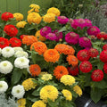 Zinnia Seeds - 100+ Preciosa Mix Flower Garden Seeds - Zinnia elegans for Borders & Containers