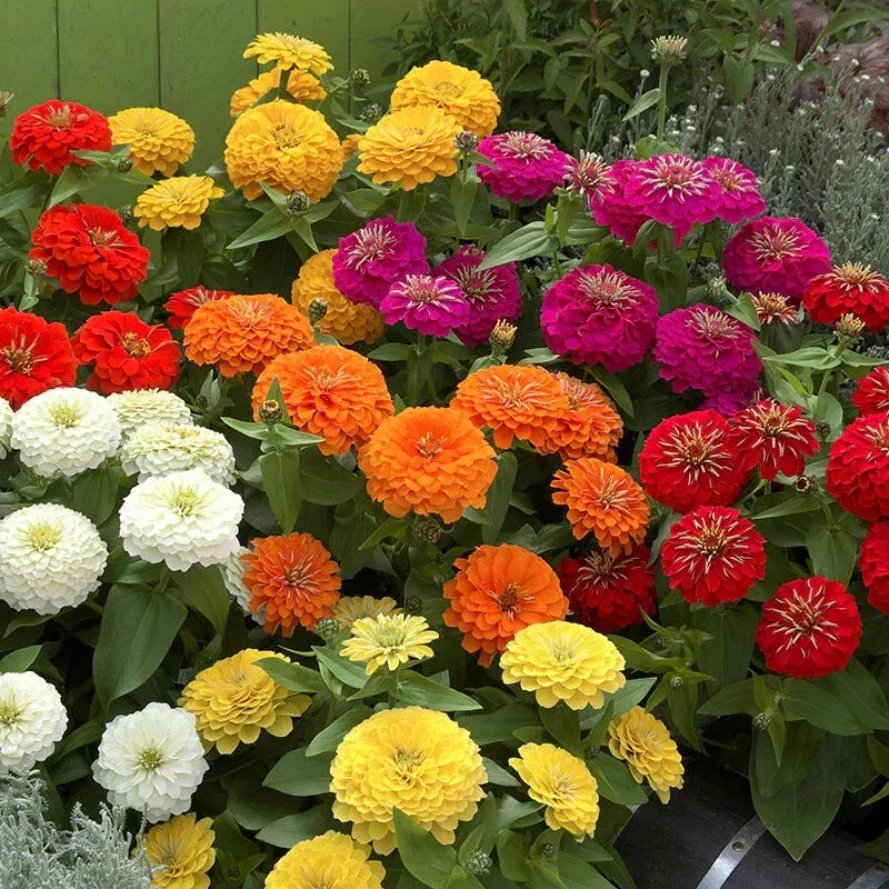 Zinnia Seeds - 100+ Preciosa Mix Flower Garden Seeds - Zinnia elegans for Borders & Containers