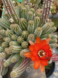 Echinopsis Chamaecereus Peanut Cactus Cuttings - 5 Pack Succulent Variety Indoor Plant Easy Care