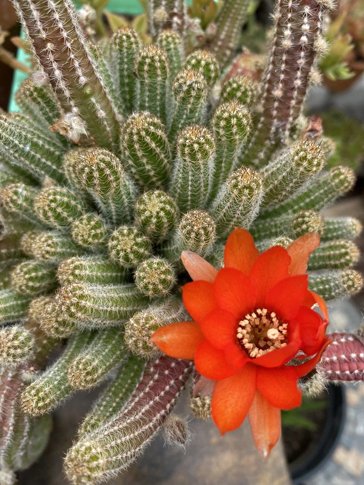 Echinopsis Chamaecereus Peanut Cactus Cuttings - 5 Pack Succulent Variety Indoor Plant Easy Care