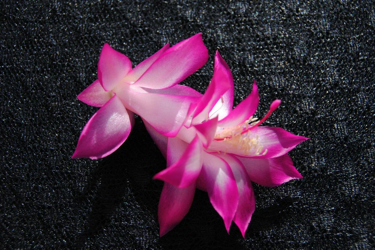 Christmas Cactus Starter Plant, East India Silk, Schlumbergera Truncata, Well Rooted for Home Decor or Gifting