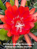 Rooted Epiphyllum Orchid Cactus Plant in 4” Pot – Jevdoksia Stresjnjova, Indoor Succulent, Trailing, Exotic Blooms