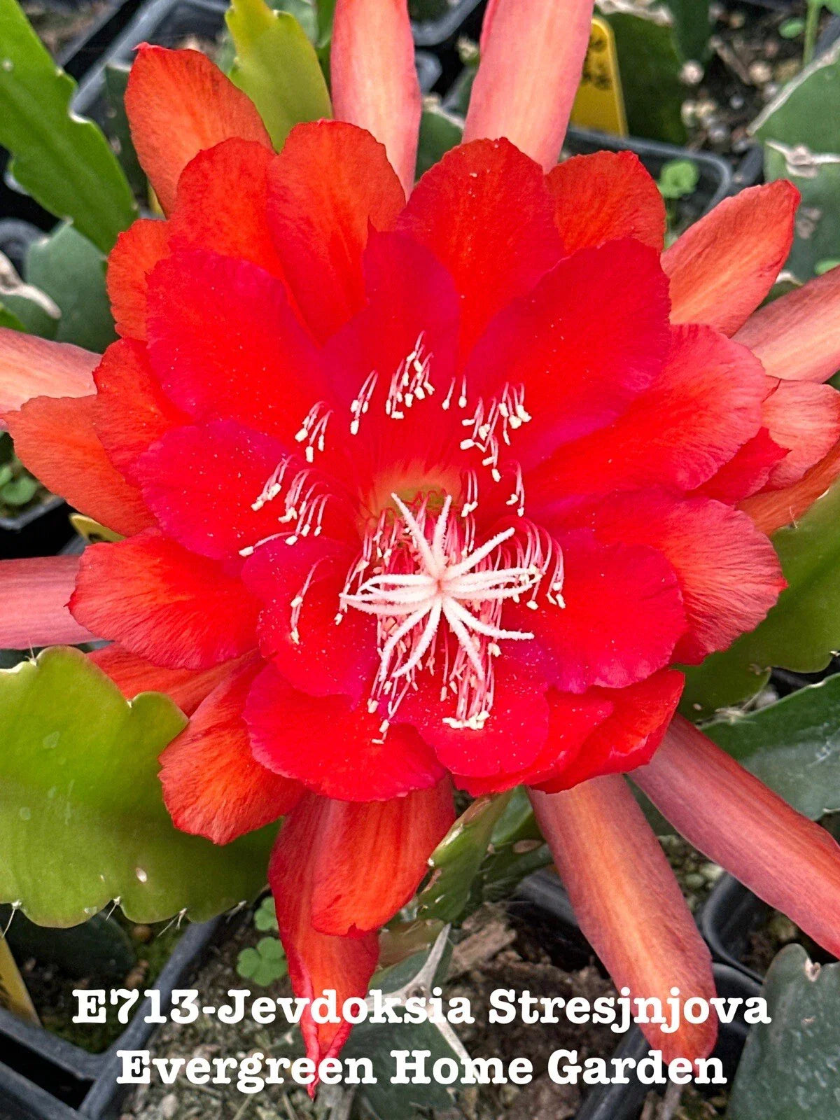 Rooted Epiphyllum Orchid Cactus Plant in 4” Pot – Jevdoksia Stresjnjova, Indoor Succulent, Trailing, Exotic Blooms