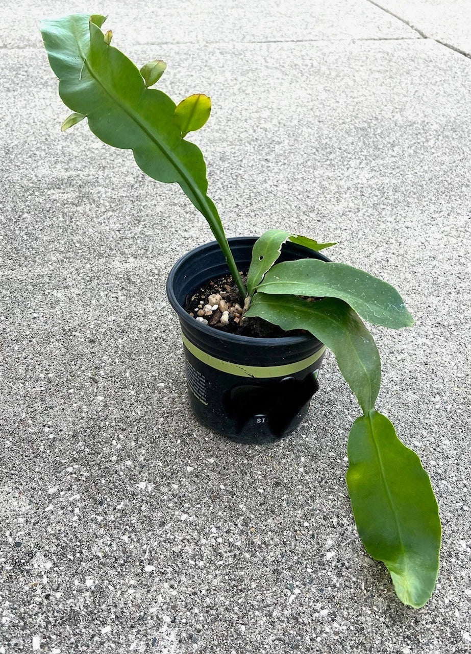 Fragrant Epiphyllum oxipetalum 'Queen of the Night' Succulent Plant – Night-Blooming Cactus, Rooted Live Plant for Indoor Garden