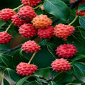 Kousa Dogwood Tree Seeds - Chinese Milky Way - White Flowers, Red Fruit - Cornus kousa, Hardy, Garden Plant, Landscape Seeds