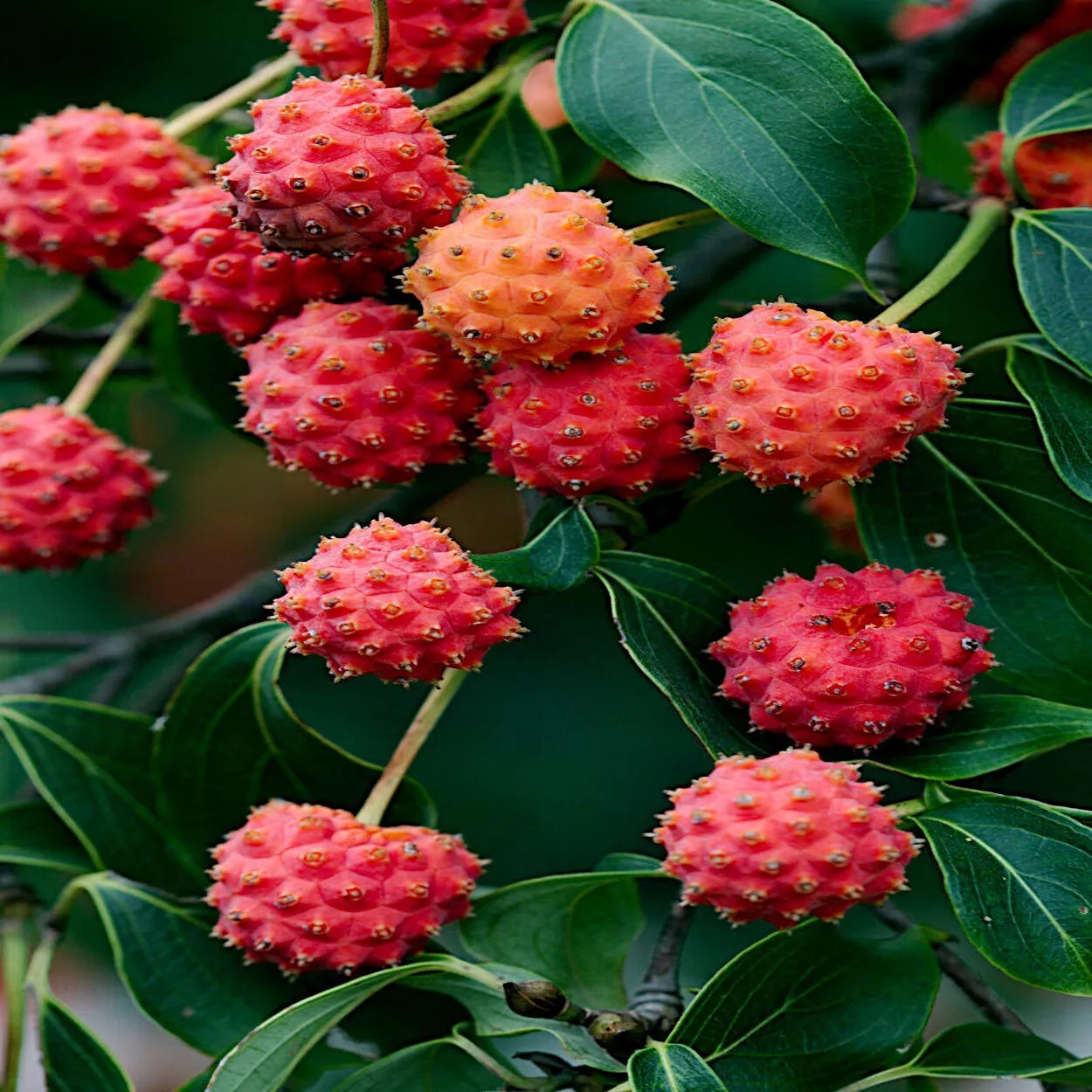 Kousa Dogwood Tree Seeds - Chinese Milky Way - White Flowers, Red Fruit - Cornus kousa, Hardy, Garden Plant, Landscape Seeds