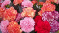 Double Mix Carnation Seeds - Perennial Dianthus Flowers for Garden, 100 Pack, Colorful Blooms, Fragrant, Easy to Grow