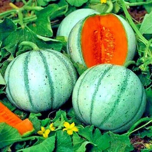 Charentais Melon Seeds - Organic Non-GMO Hybrid Cucumis melo, 10 Pack for Home Garden, Juicy Cantaloupe, Summer Fruit, Vining Plant