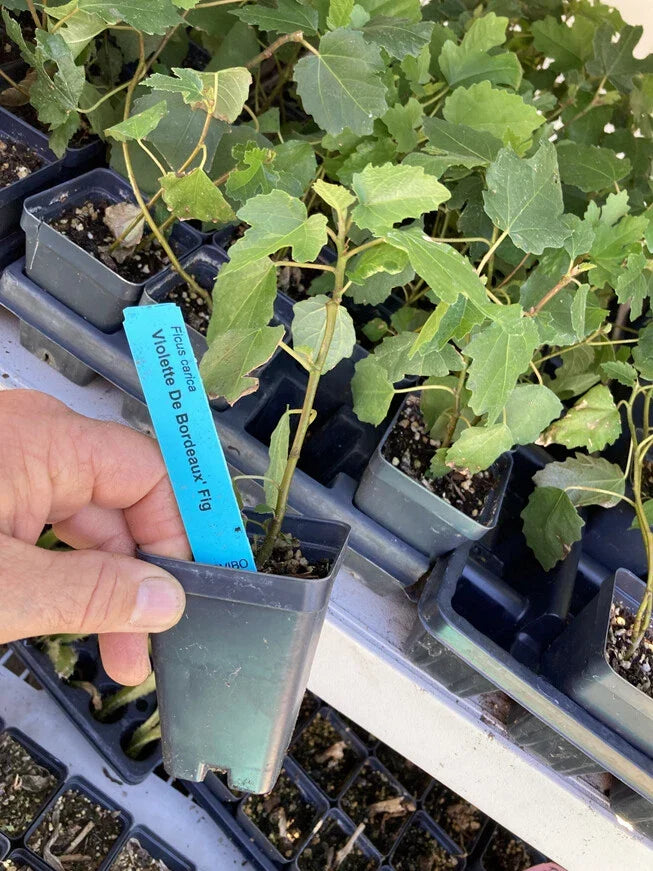 Violette de Bordeaux Fig Tree Live Plant, Self-Fertile Ficus carica, Edible Dark Purple Figs, Container or Garden Bed