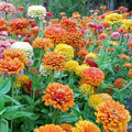 Zinnia Seeds Mix - 100+ Jim Bagget's Choice Flower Garden Seeds - Zinnia elegans - Easy to Grow, Pollinator Attracting, USA Grown