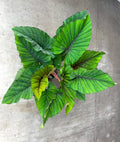 Adelonema Red Velvet Plant - 3" Rooted Foliage Houseplant, Indoor Decorative Aglaonema, Easy Care, Air Purifying, Low Light