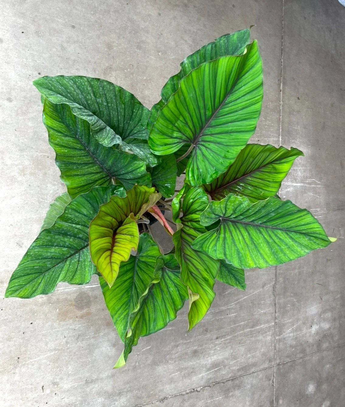 Adelonema Red Velvet Plant - 3" Rooted Foliage Houseplant, Indoor Decorative Aglaonema, Easy Care, Air Purifying, Low Light