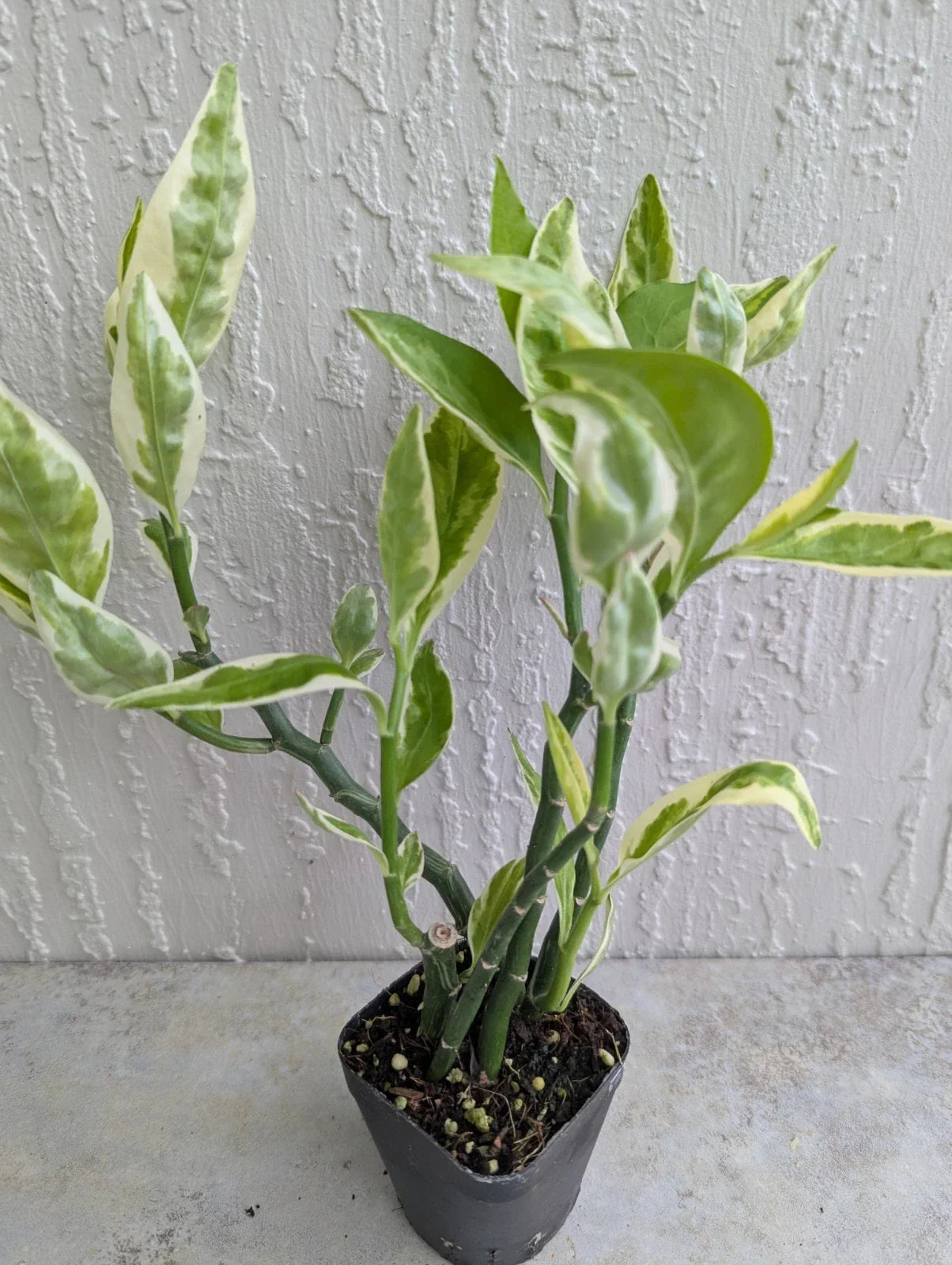 Variegated Devil's Backbone Plant - 2.5" Pot with Larger Leaves - Euphorbia tithymaloides - Multiple Stems, Indoor & Outdoor