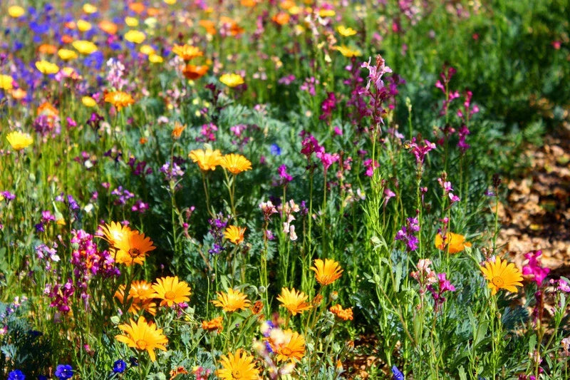 North American Wildflower Mix Seeds – Native Pollinator-Friendly Wildflower Seed Blend for Gardens & Meadows