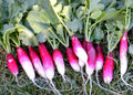 French Breakfast Radish Seeds – Non-GMO Vegetable Seeds, Raphanus sativus, 200 Count, Fast-Growing, Crisp Flavor, USA