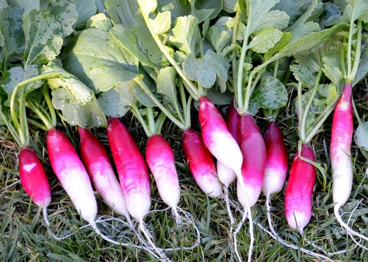 French Breakfast Radish Seeds – Non-GMO Vegetable Seeds, Raphanus sativus, 200 Count, Fast-Growing, Crisp Flavor, USA