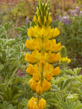 Yellow Lupine Seeds - Annual, Drought Tolerant, Attracts Hummingbirds & Bees, Non-GMO, 50 Pack, Lupinus polyphyllus