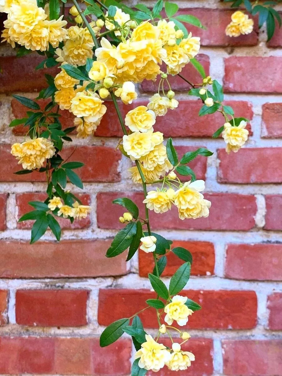 Thornless Polyanthus Climber Cuttings - Clear Yellow Flowers - Rooting Propagation - Rosa 'Thornless Polyanthus'
