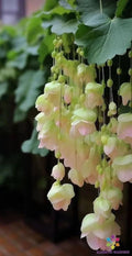 Yellow Weeping Begonia Seeds, Trailing Annual Flowering Plant, Begonia 'Pendula' for Garden & Containers