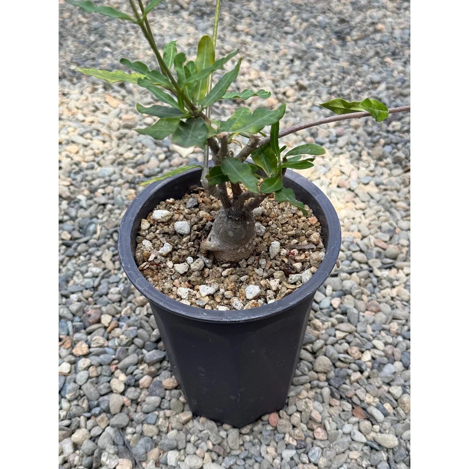 Fockea crispa Caudiciform Succulent Seeds | Rare Thick Caudex Plant for Indoor & Garden Growth
