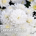 Pearl Gem Mum Chrysanthemum Seeds - 200 Seeds, Annual Flower, Easy to Grow, Vibrant Blooms, Garden & Container Planting, Chrysanthemum morifolium