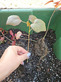 Cranberry Hibiscus Live Starter Plant, Organic Edible Rosella, Hibiscus acetosella, 4-inch Pot