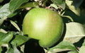Granny Smith Apple Seeds - 25+ Heirloom Malus domestica for Home Garden Planting, Non-GMO, USA Grown