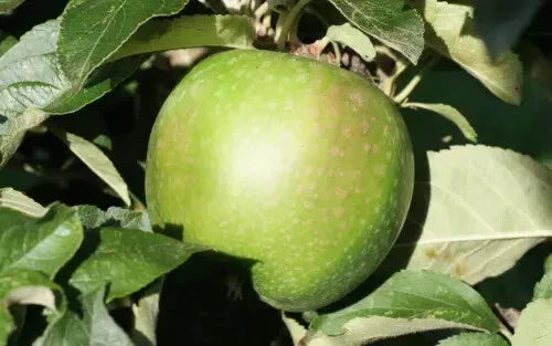Granny Smith Apple Seeds - 25+ Heirloom Malus domestica for Home Garden Planting, Non-GMO, USA Grown