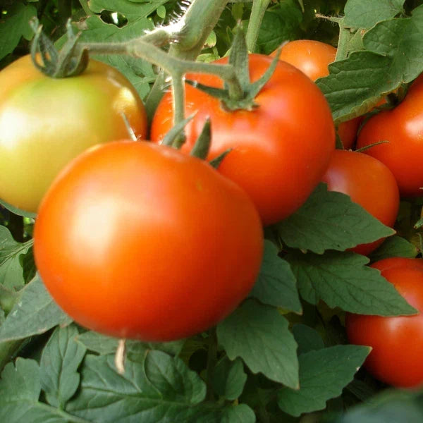 Early Girl Tomato Seeds – F1 Hybrid, Non-GMO, Juicy Tomatoes for Home Garden, Solanum lycopersicum